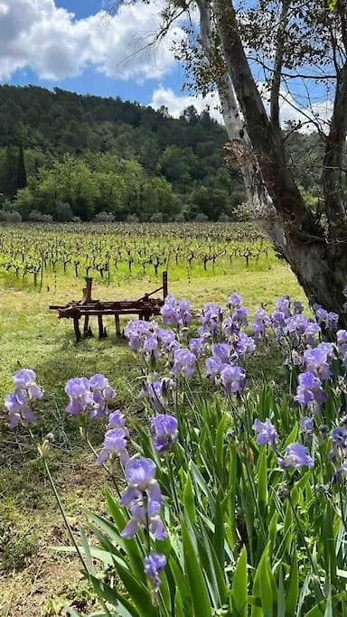 Holiday home Maison De Campagne Au Milieu Des Vignes Et Piscine Meounes-les-Montrieux France